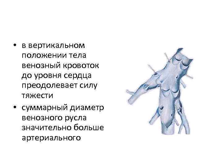  • в вертикальном положении тела венозный кровоток до уровня сердца преодолевает силу тяжести