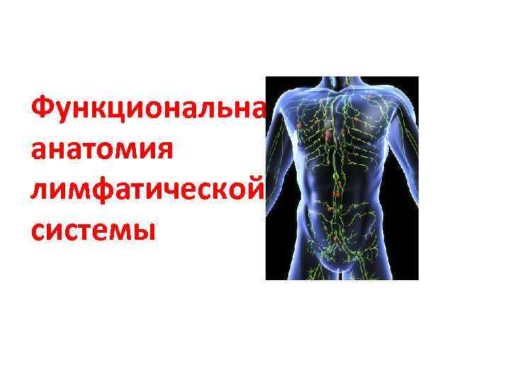 Функциональная анатомия лимфатической системы 