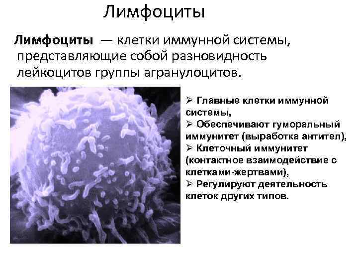 Лимфоциты — клетки иммунной системы, представляющие собой разновидность лейкоцитов группы агранулоцитов. Ø Главные клетки