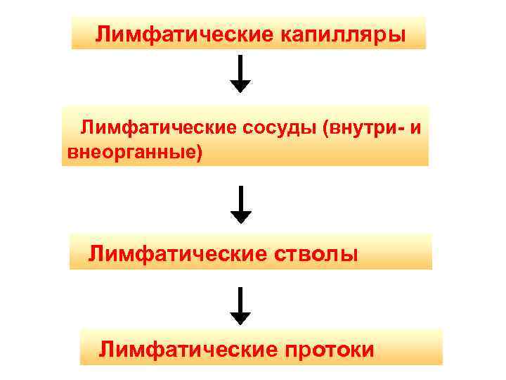Лимфатические капилляры Лимфатические сосуды (внутри- и внеорганные) Лимфатические стволы Лимфатические протоки 