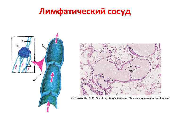 Лимфатический сосуд 