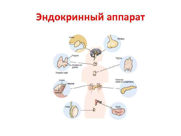 Эндокринный аппарат 