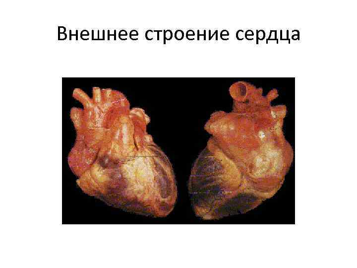 Внешнее строение сердца 