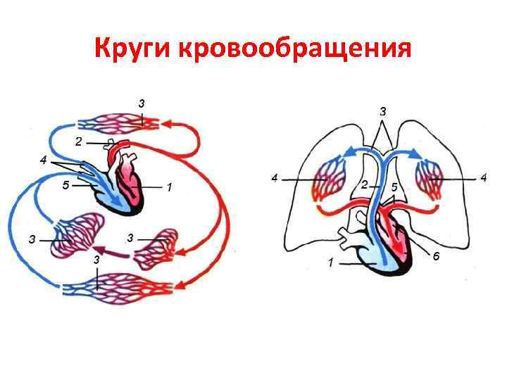 Круги кровообращения 