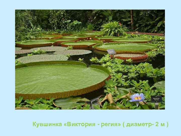 Кувшинка «Виктория - регия» ( диаметр- 2 м ) 
