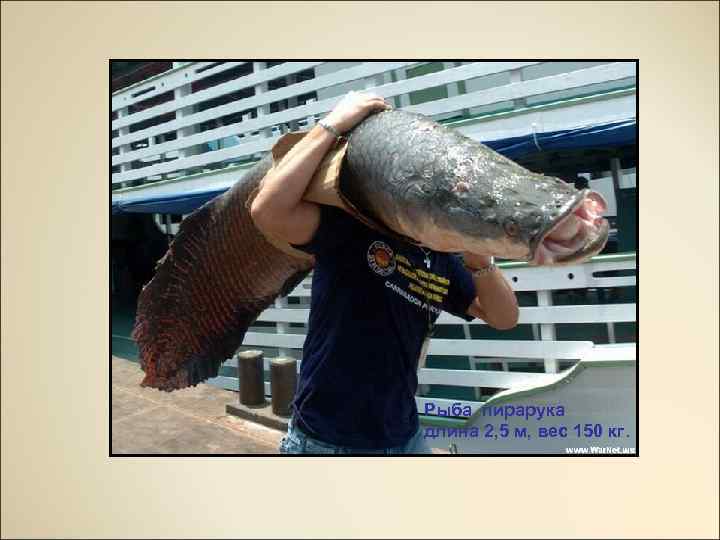 Рыба пирарука длина 2, 5 м, вес 150 кг. 
