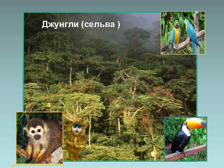 Джунгли (сельва ) 