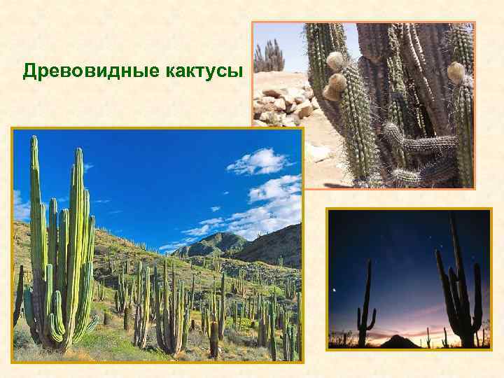Древовидные кактусы 