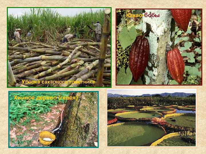 Какао-бобы Уборка сахарного тростника Хинное дерево (гевея) 
