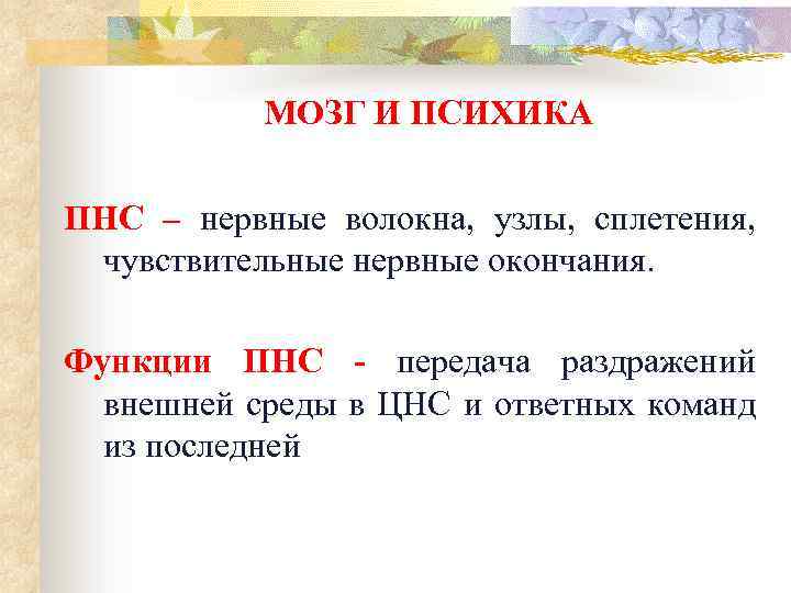 МОЗГ И ПСИХИКА ПНС – нервные волокна, узлы, сплетения, чувствительные нервные окончания. Функции ПНС