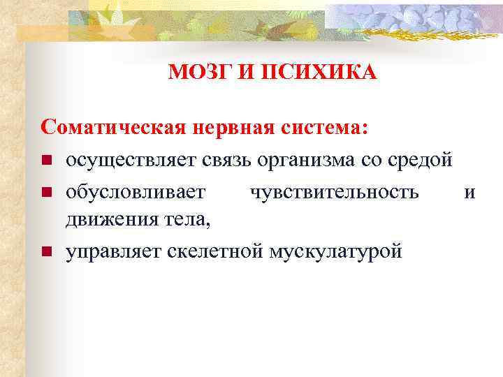 МОЗГ И ПСИХИКА Соматическая нервная система: n осуществляет связь организма со средой n обусловливает