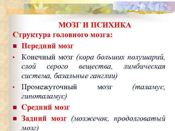 МОЗГ И ПСИХИКА Структура головного мозга: n Передний мозг • Конечный мозг (кора больших