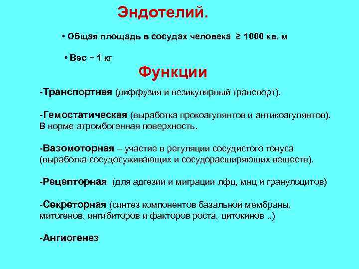 Эндотелий. • Общая площадь в сосудах человека ≥ 1000 кв. м • Вес ~