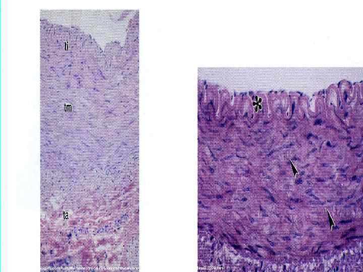 http: //www. lifetechnologies. com/ru/ru/home/technical-resources/research-tools/image-gallery-detail. 2238. html 