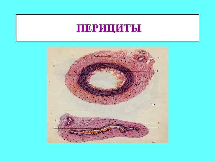 Адвентициальные клетки рисунок