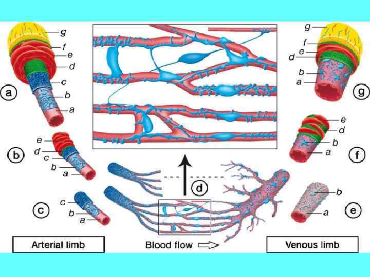 План строения кровеносных сосудов