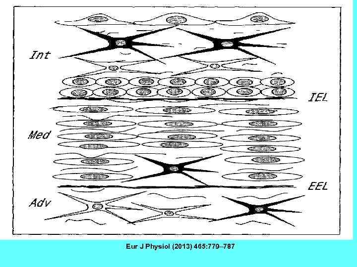 Eur J Physiol (2013) 465: 779– 787 
