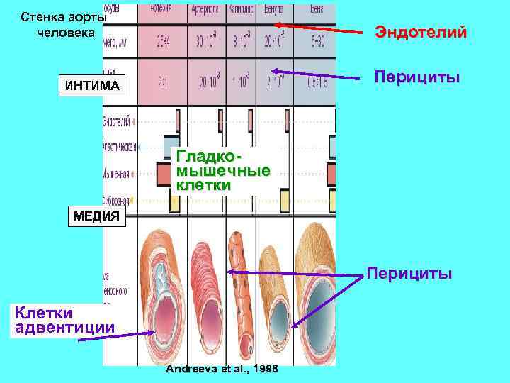 Стенка аорты человека Эндотелий Перициты ИНТИМА Гладкомышечные клетки МЕДИЯ Перициты Клетки адвентиции Andreeva et