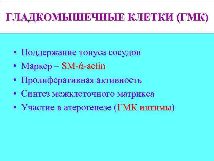 ГЛАДКОМЫШЕЧНЫЕ КЛЕТКИ (ГМК) • • • Поддержание тонуса сосудов Маркер – SM-ά-actin Пролиферативная активность