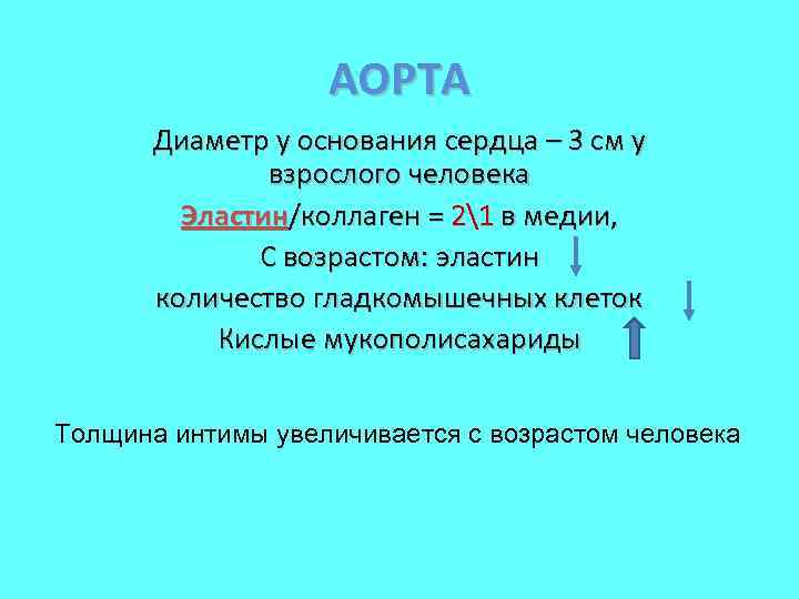 АОРТА Диаметр у основания сердца – 3 см у взрослого человека Эластин/коллаген = 21