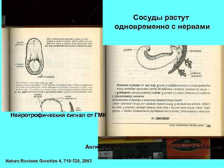 Сосуды растут одновременно с нервами Нейротрофический сигнал от ГМК Ангиотрофический сигнал от глиоцитов Шванна