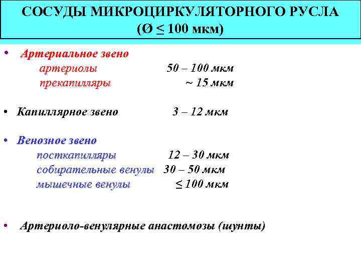 СОСУДЫ МИКРОЦИРКУЛЯТОРНОГО РУСЛА (Ø ≤ 100 мкм) • Артериальное звено артериолы прекапилляры • Капиллярное