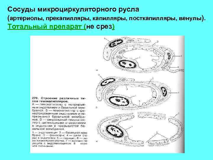 Сосуды микроциркуляторного русла (артериолы, прекапилляры, посткапилляры, венулы). Тотальный препарат (не срез) ( 