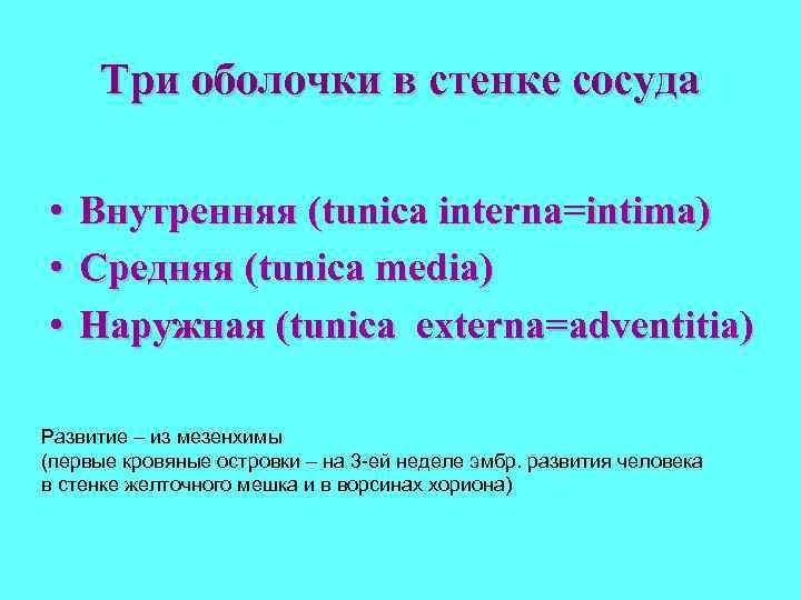 Три оболочки в стенке сосуда • Внутренняя (tunica interna=intima) • Средняя (tunica media) •