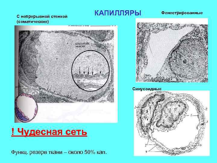 Перициты в стенке капилляров