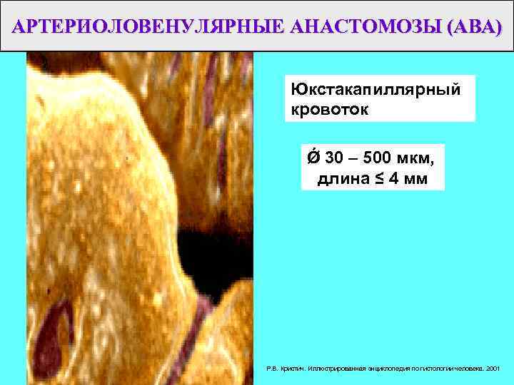 АРТЕРИОЛОВЕНУЛЯРНЫЕ АНАСТОМОЗЫ (АВА) Юкстакапиллярный кровоток Ǿ 30 – 500 мкм, длина ≤ 4 мм