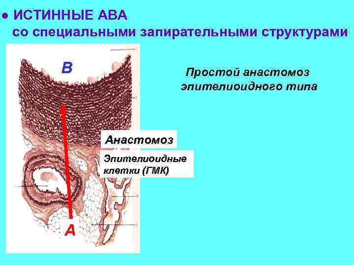 Артериоло венулярный анастомоз строение стенки