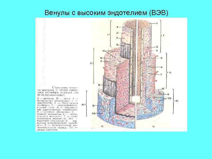 Венулы с высоким эндотелием (ВЭВ) 