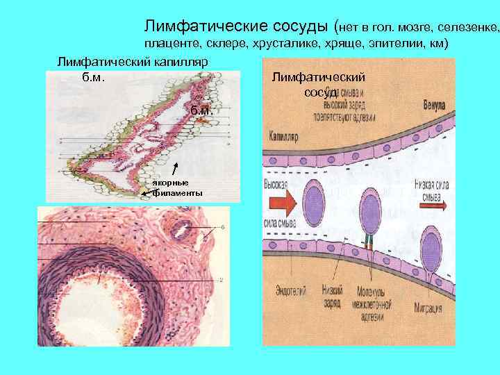 Лимфатические сосуды (нет в гол. мозге, селезенке, плаценте, склере, хрусталике, хряще, эпителии, км) Лимфатический
