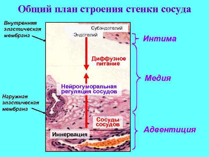 Наружная эластическая мембрана присутствует в стенке