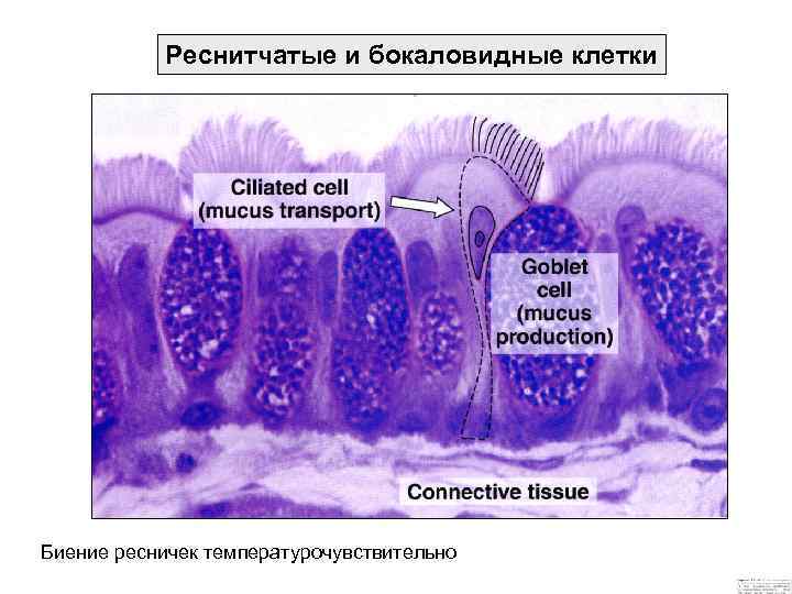Реснитчатые и бокаловидные клетки Биение ресничек температурочувствительно 