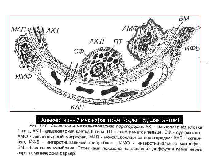 Воздухоносные пути по схеме вейбеля насчитывают