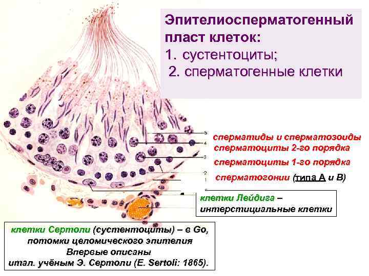 Гаплоидная клетка сперматоцит 1 порядка