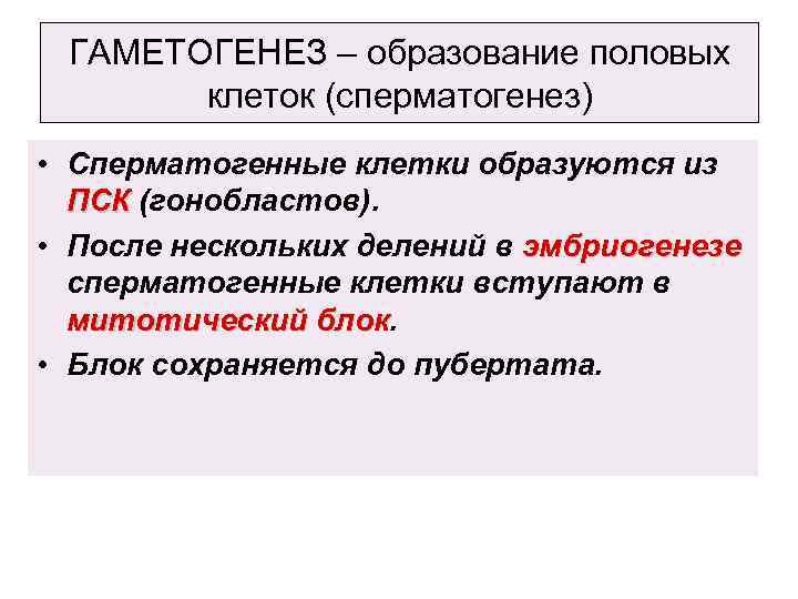 ГАМЕТОГЕНЕЗ – образование половых клеток (сперматогенез) • Сперматогенные клетки образуются из ПСК (гонобластов). •