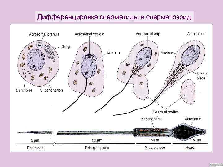 Дифференцировка сперматиды в сперматозоид 