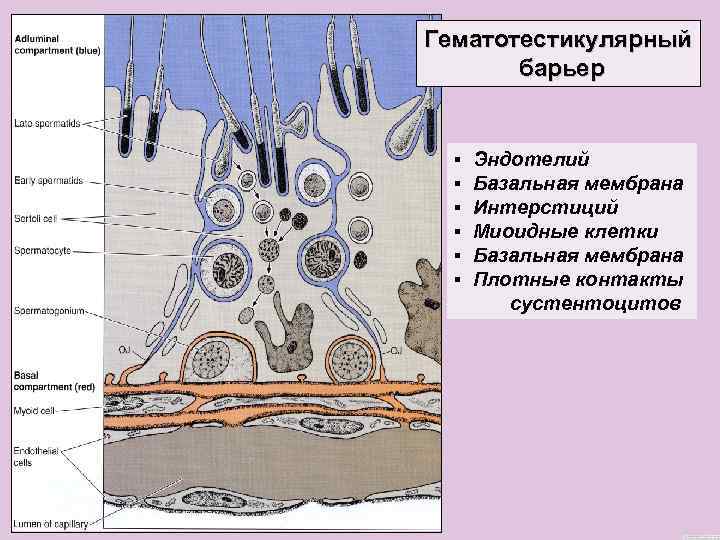 Гематотестикулярный барьер ▪ ▪ ▪ Эндотелий Базальная мембрана Интерстиций Миоидные клетки Базальная мембрана Плотные