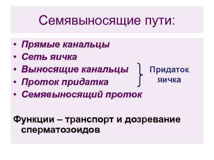 Семявыносящие пути: • • • Прямые канальцы Сеть яичка Придаток Выносящие канальцы яичка Проток