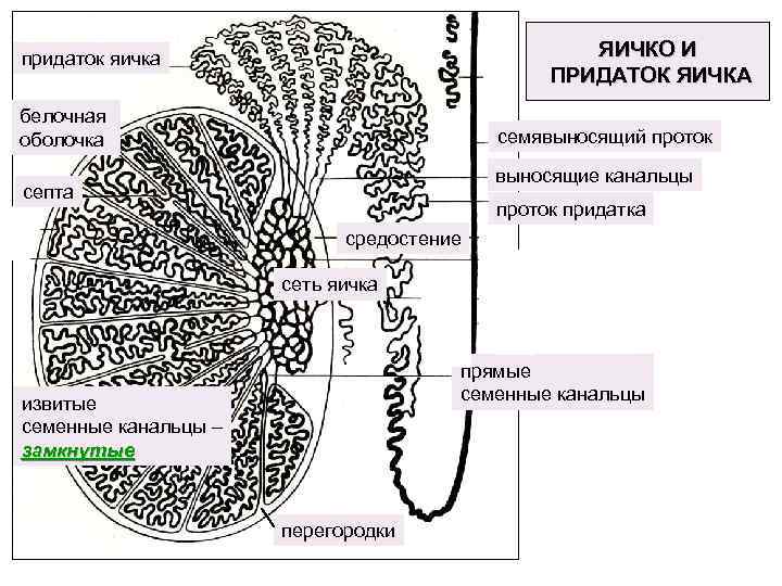 ЯИЧКО И ПРИДАТОК ЯИЧКА придаток яичка белочная оболочка семявыносящий проток выносящие канальцы септа проток