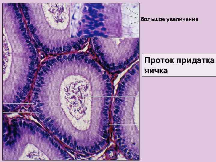 большое увеличение Проток придатка яичка 