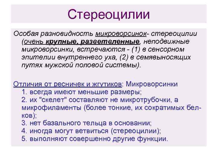 Стереоцилии Особая разновидность микроворсинок- стереоцилии (очень крупные, разветвленные, неподвижные разветвленные микроворсинки, встречаются - (1)
