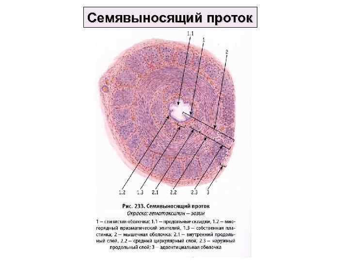 Семявыносящий проток 