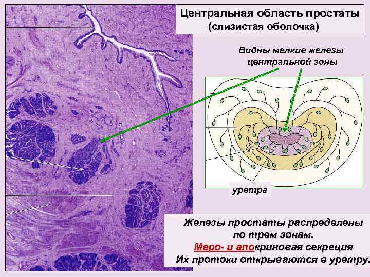 Центральная область простаты (слизистая оболочка) Видны мелкие железы центральной зоны уретра Железы простаты распределены