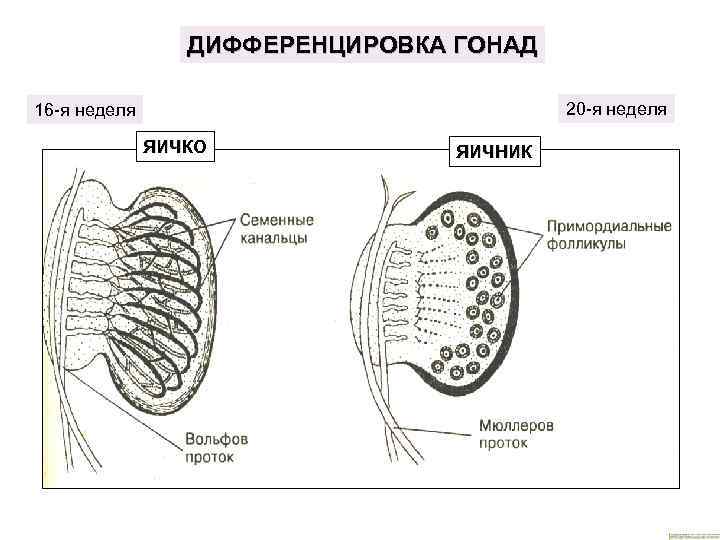 ДИФФЕРЕНЦИРОВКА ГОНАД 20 -я неделя 16 -я неделя ЯИЧКО ЯИЧНИК 
