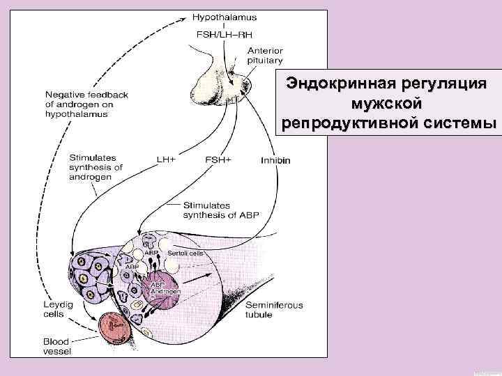 Эндокринная регуляция мужской репродуктивной системы 