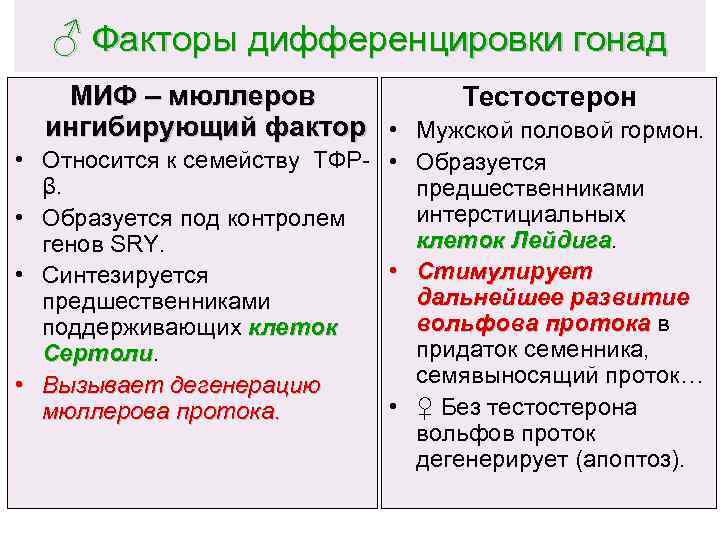 ♂ Факторы дифференцировки гонад МИФ – мюллеров Тестостерон ингибирующий фактор • Мужской половой гормон.