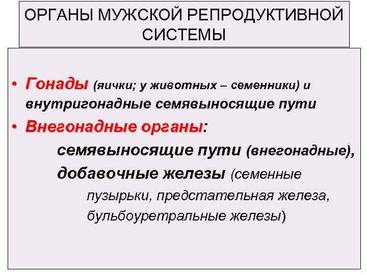 ОРГАНЫ МУЖСКОЙ РЕПРОДУКТИВНОЙ СИСТЕМЫ • Гонады (яички; у животных – семенники) и внутригонадные семявыносящие